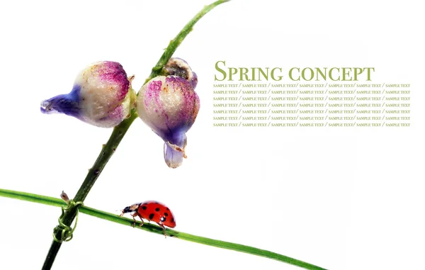 Schöne Marienkäfer auf Flora vor weißem Hintergrund — Stockfoto