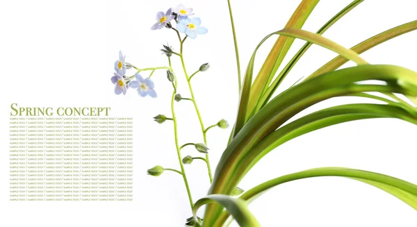 Flora mot vit bakgrund — Stockfoto