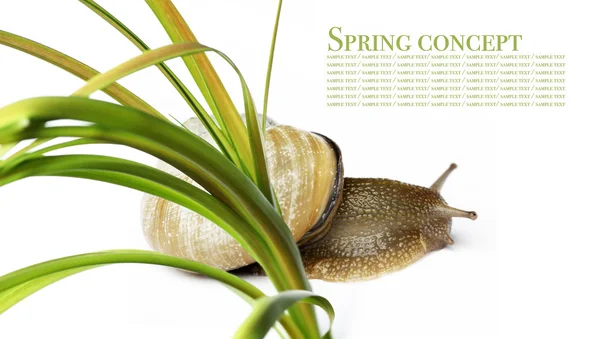 Schnecke und Flora vor weißem Hintergrund. — Stockfoto