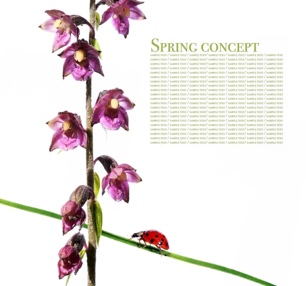 可爱的女士 bug 对植物区系白色背景 — 图库照片