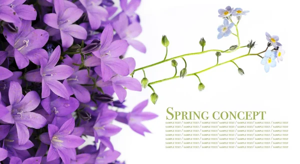 Jonge paarse bloemen tegen witte achtergrond — Stockfoto