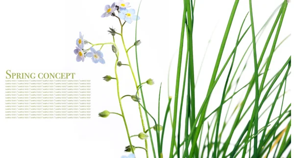 Flora vor weißem Hintergrund — Stockfoto