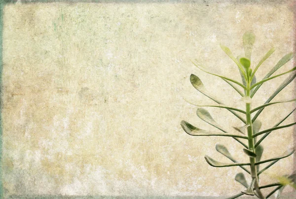 Зелений квітковий фон зображення і елемент дизайну — стокове фото