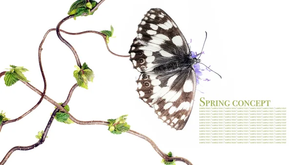 Bahar kavramı. Kelebek ve beyaz arka plan bitki örtüsü — Stok fotoğraf