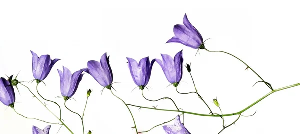 Jeunes fleurs violettes sur fond blanc — Photo