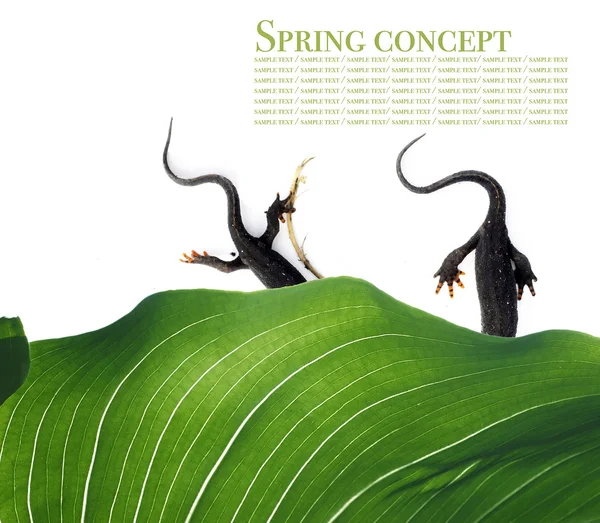 Spring concept. flora and salamanders against white background — Stock Photo, Image