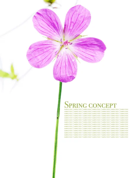 Молоді фіолетові квіти на білому тлі — стокове фото