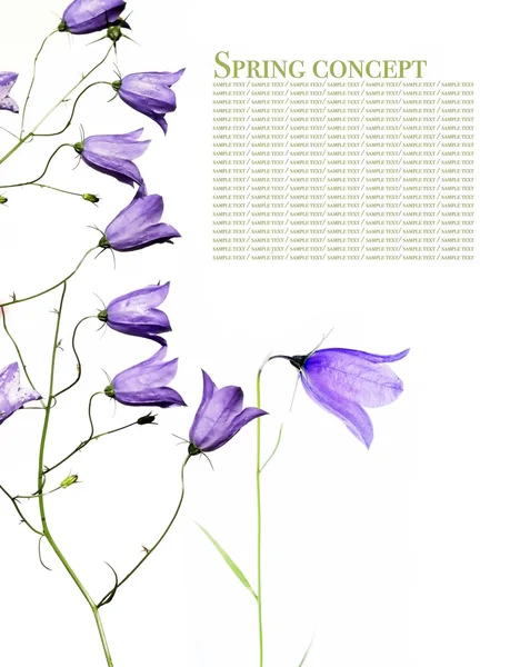 Young purple flowers against white background — Stock Photo, Image