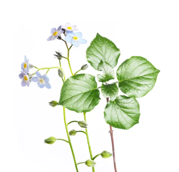 Beyaz arka plan üzerinde genç yeşil yaprakları — Stok fotoğraf