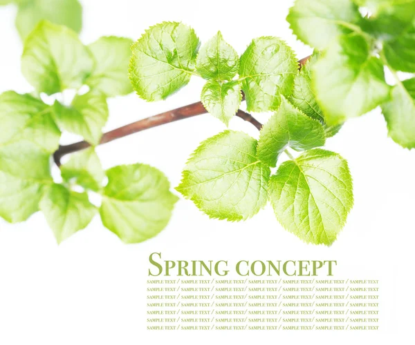 Young green leaves over white background — Stock Photo, Image