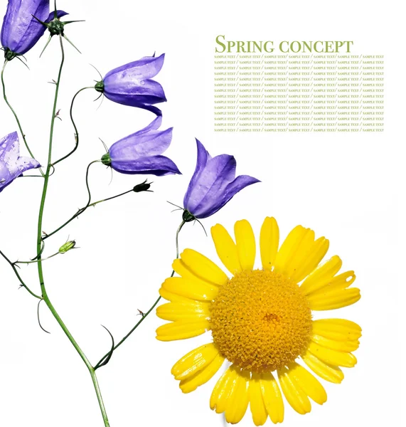 Flora vor weißem Hintergrund. Nützliches Gestaltungselement — Stockfoto