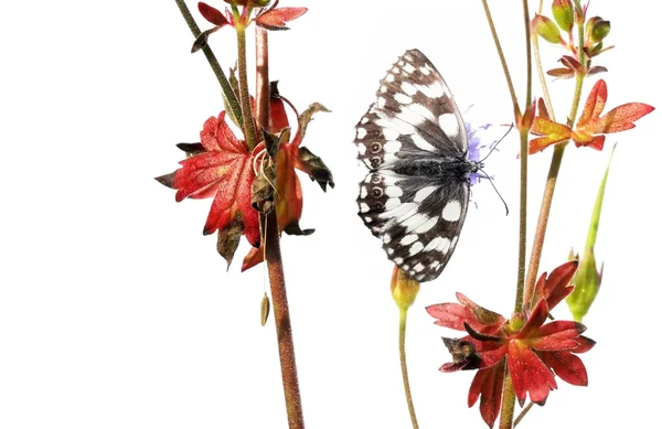 Conceito de primavera. borboleta e flora contra fundo branco — Fotografia de Stock