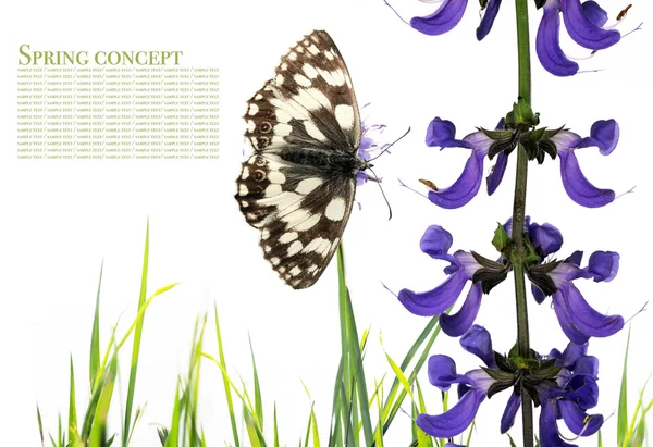 Spring concept. butterfly and flora against white background — Stock Photo, Image
