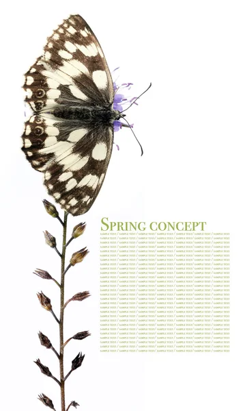 Весенняя концепция бабочка и флора на белом фоне — стоковое фото