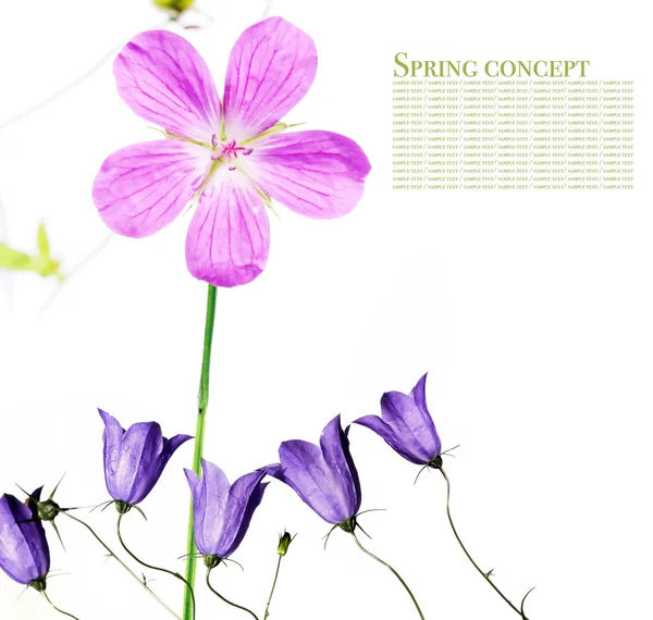 Junge lila Blüten vor weißem Hintergrund — Stockfoto