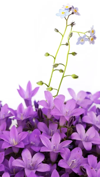 Lovely detalhe floral e elemento de design — Fotografia de Stock