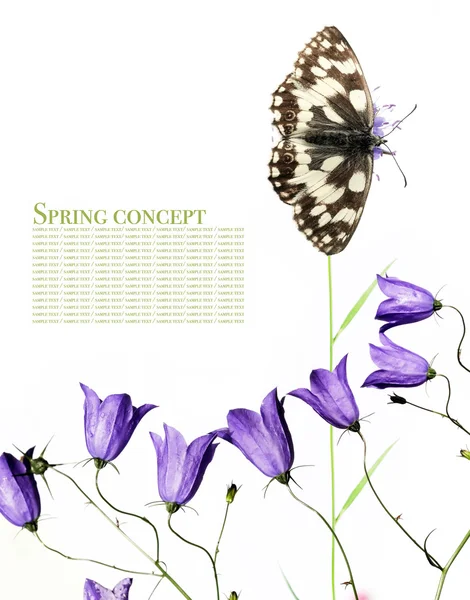 Frühlingskonzept. Schmetterling und Flora vor weißem Hintergrund — Stockfoto