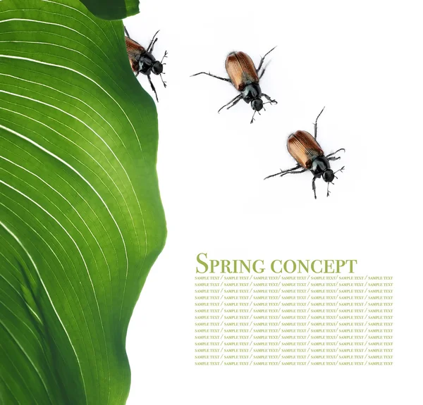 Concepto de primavera. flora y escarabajos sobre fondo blanco —  Fotos de Stock