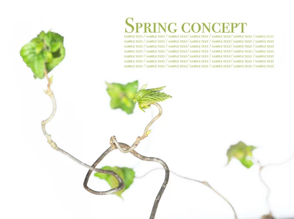 Schönes abstraktes Bild knorriger Zweige mit jungen Blättern vor weißem Hintergrund — Stockfoto