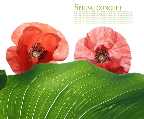Frühlingskonzept. Flora vor weißem Hintergrund — Stockfoto