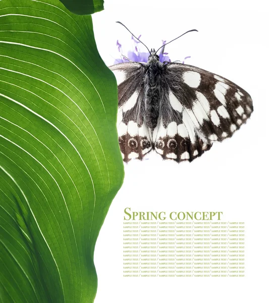 Frühlingskonzept. Schmetterling und Flora vor weißem Hintergrund — Stockfoto