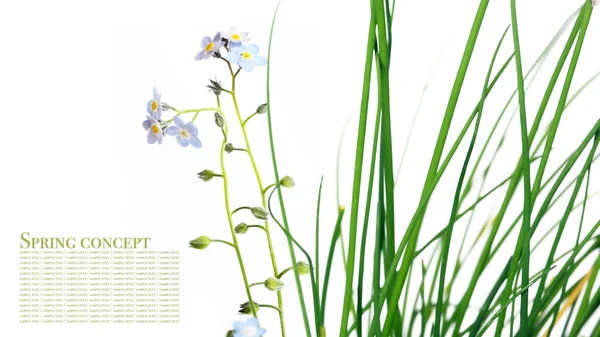 Flora mot vit bakgrund. användbar designelement — Stockfoto