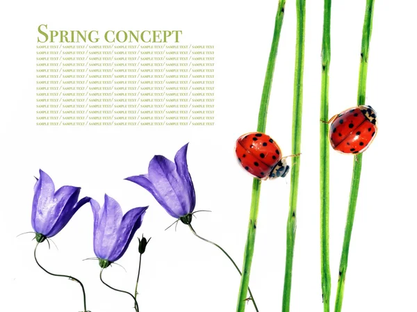 Flora och ladybird mot vit bakgrund. — Stockfoto