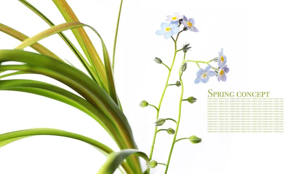 Lente concept. paarse bloemen tegen witte achtergrond — Stockfoto