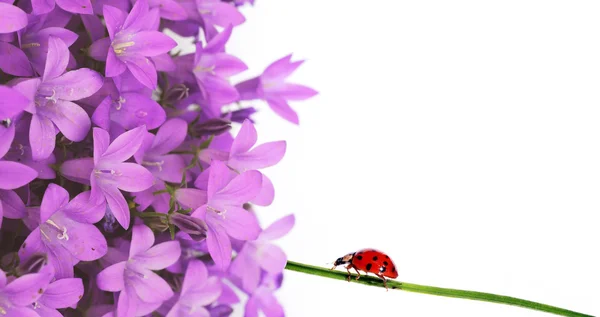 Flora en lieveheersbeestje tegen witte achtergrond. — Stockfoto