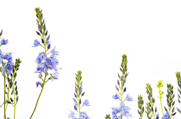 Jarní koncept. fialové květy bílé pozadí — Stock fotografie
