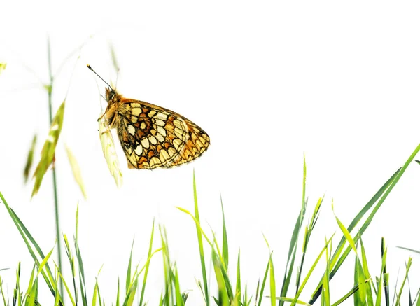 Άνοιξη έννοια. πεταλούδα και χλωρίδας λευκό φόντο — Φωτογραφία Αρχείου