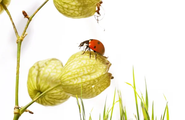 Flora og ladybird mot hvit bakgrunn . – stockfoto