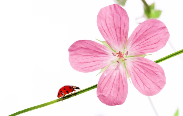 Flora och ladybird mot vit bakgrund. — Stockfoto