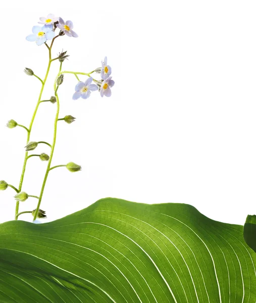 Flora su sfondo bianco. elemento di design utile — Foto Stock