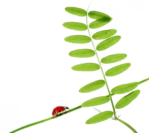 Flora and ladybird against white background. — Stock Photo, Image