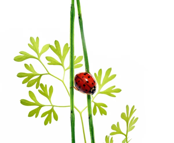 Flora and ladybird against white background. — Stock Photo, Image