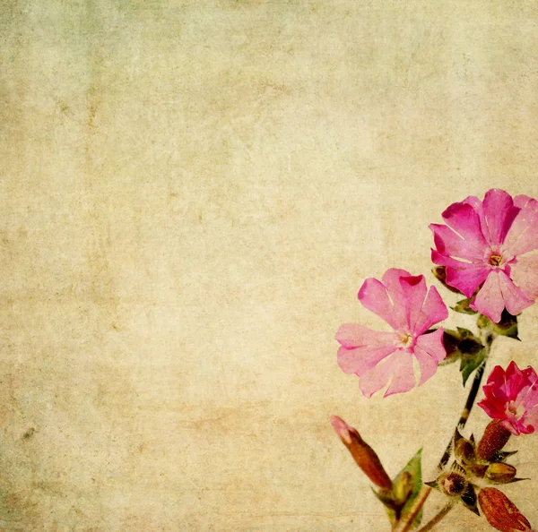 Bello sfondo floreale ed elemento di design — Foto Stock
