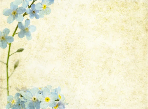 Lovely floral background and design element — Stock Photo, Image