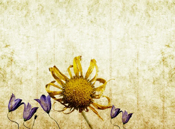 朴实的花卉背景图像和设计元素 — 图库照片