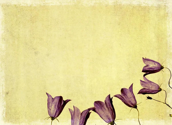 素敵な花の背景、デザイン要素 — ストック写真