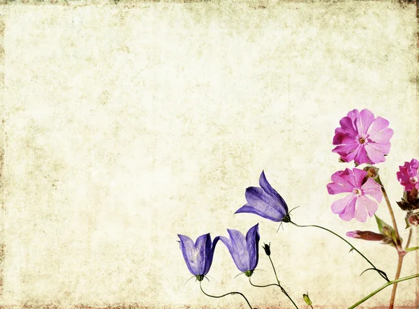 可爱的花卉背景和设计元素 — 图库照片