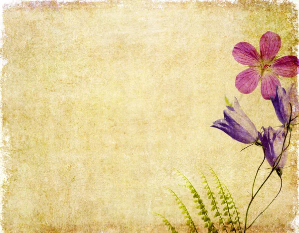 素敵な花の背景、デザイン要素 — ストック写真