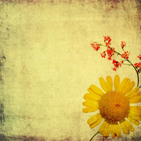 素朴な花の背景画像やデザイン要素 — ストック写真