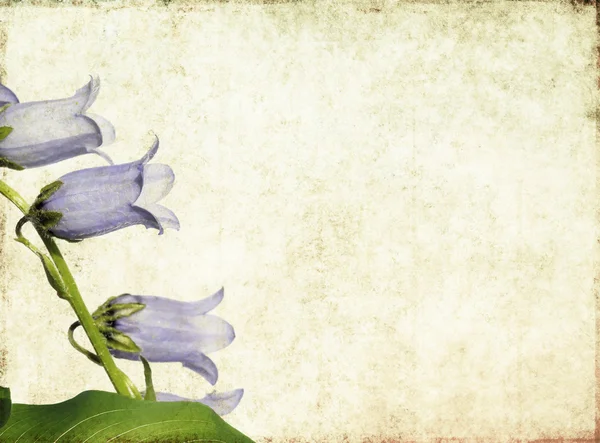Erdige florale Hintergrundbild und Design-Element — Stockfoto