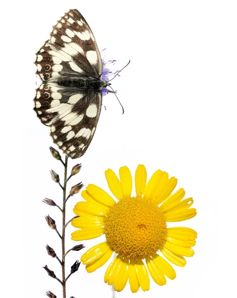 Papillon sur fond blanc. élément de conception utile . — Photo