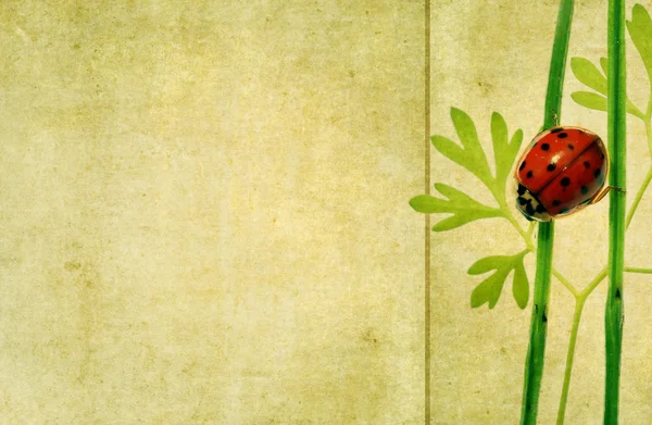 लेडीबर्ड आणि फुलांच्या घटकांसह सुंदर पार्श्वभूमी प्रतिमा. उपयुक्त डिझाइन घटक — स्टॉक फोटो, इमेज