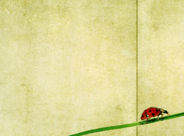 Lovely background image with ladybird and floral elements. useful design element — Stock Photo, Image