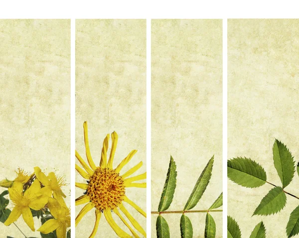 与花卉元素和土状纹理的可爱横幅。非常有用的设计元素. — 图库照片