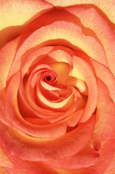 Lovely abstract close-up of a rose — Stock Photo, Image