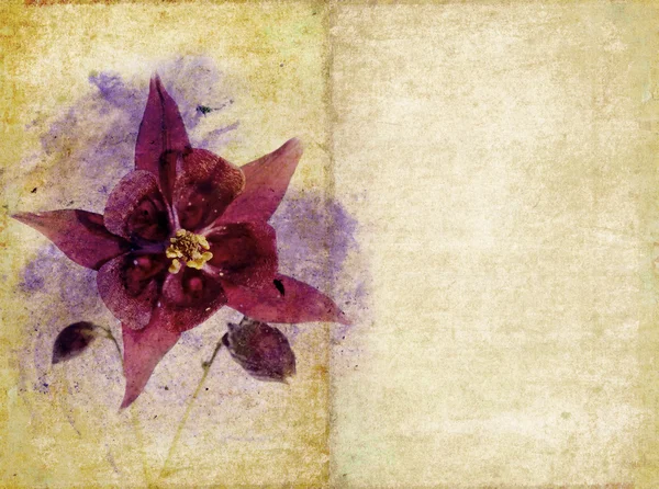 Όμορφη floral φόντο και σχεδιασμός στοιχείο — Φωτογραφία Αρχείου